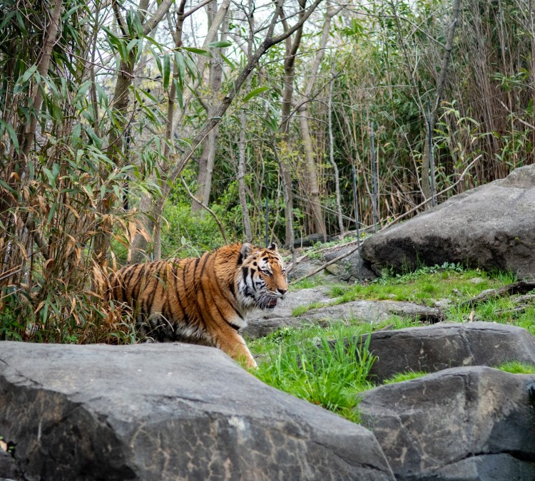 tiger-mountain-at-bronx-zoo-photo